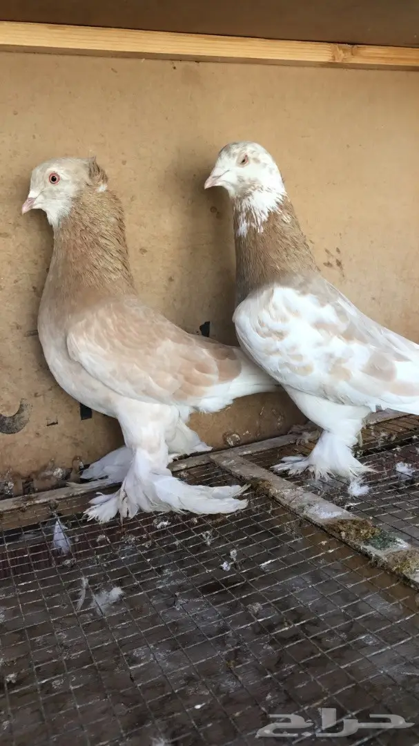 حمام  صفاقي(عراقي)للبيع او البدل (Image 1)