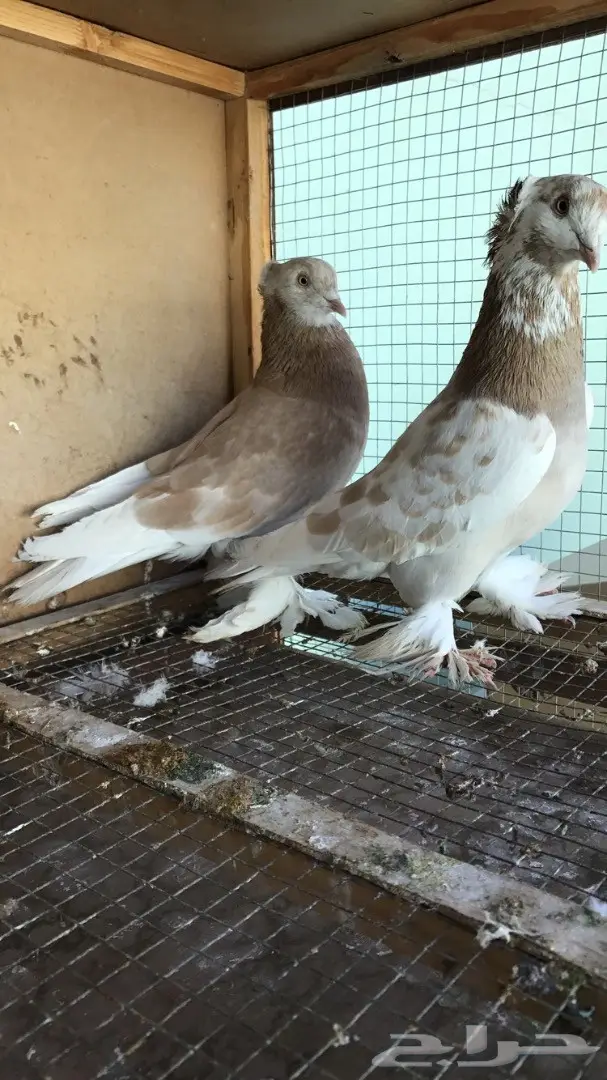 حمام  صفاقي(عراقي)للبيع او البدل (image 1)