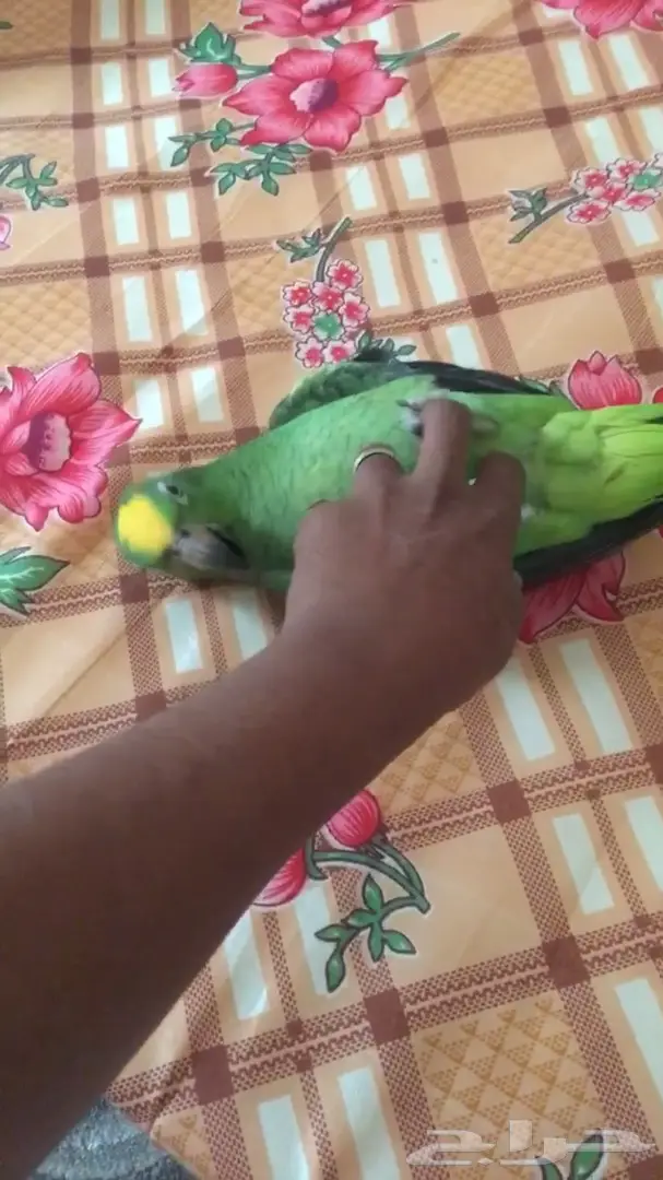 ببغاء يلوكراون امازوني (image 9)
