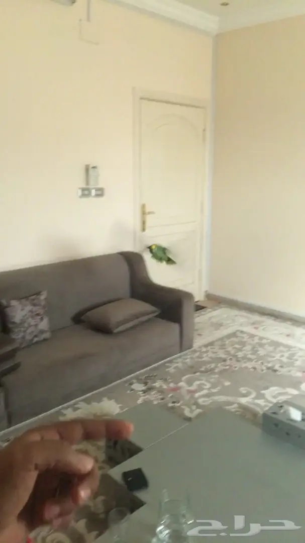 ببغاء يلوكراون امازوني (image 10)