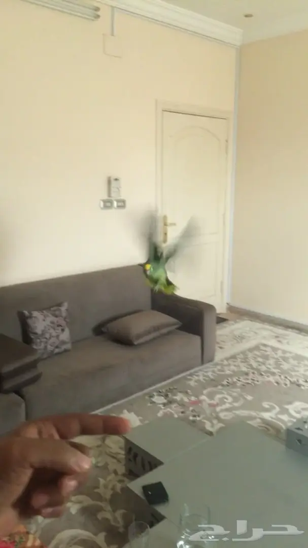 ببغاء يلوكراون امازوني (image 11)