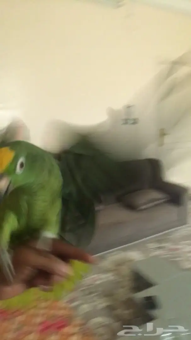 ببغاء يلوكراون امازوني (image 12)