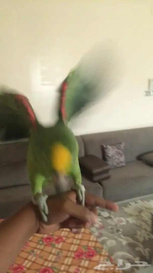 ببغاء يلوكراون امازوني (image 13)