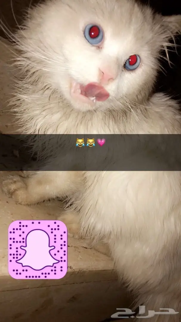 قط شيرازي للبيع