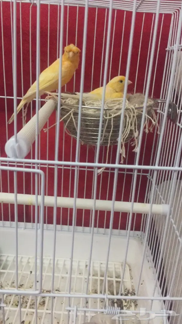 زوج كناري سوري جزري للبيع 