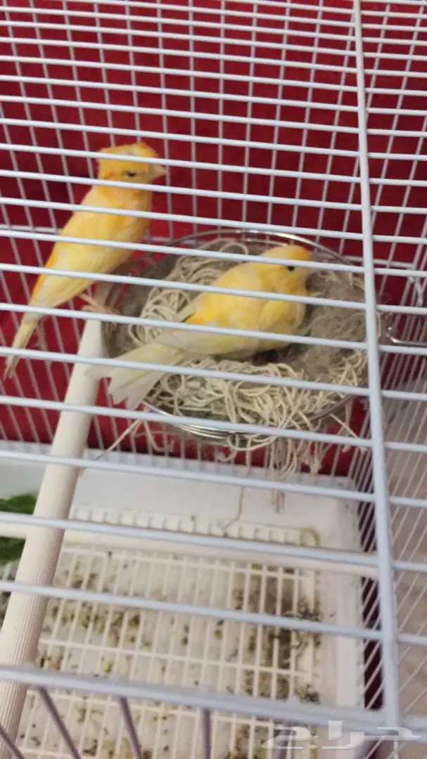 زوج كناري سوري جزري للبيع  (image 1)