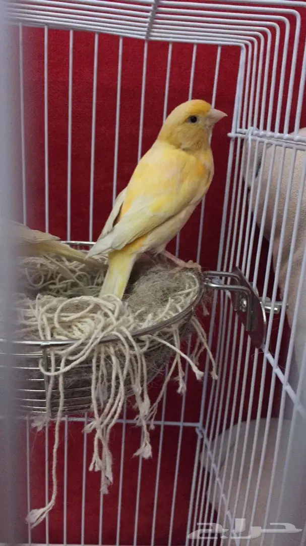 زوج كناري سوري جزري للبيع  (image 2)