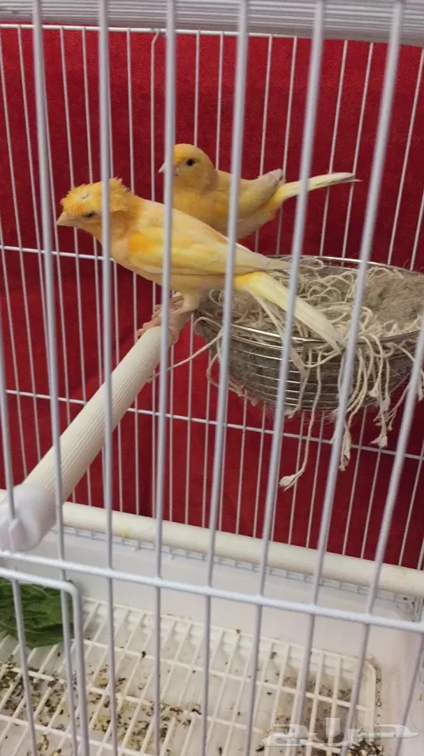 زوج كناري سوري جزري للبيع  (image 3)