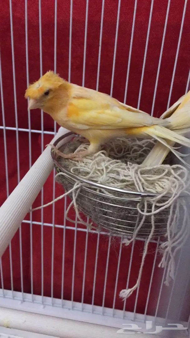 زوج كناري سوري جزري للبيع  (image 4)