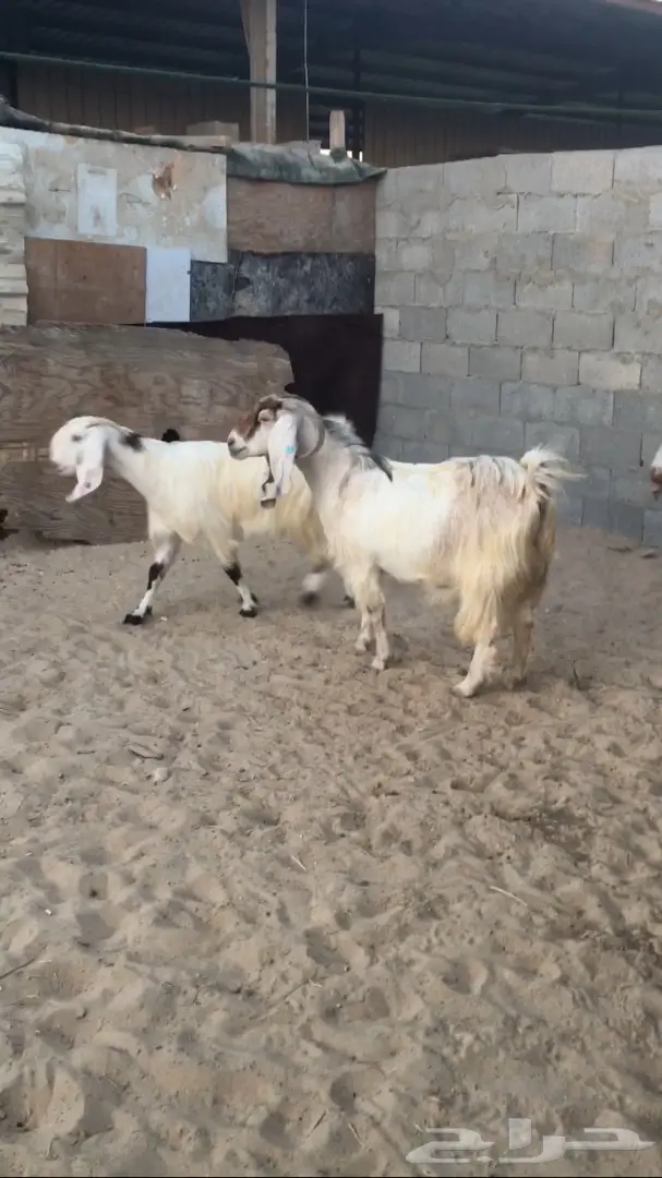 غنم فل شحم ولحم - فرصة لا تُفوّت!