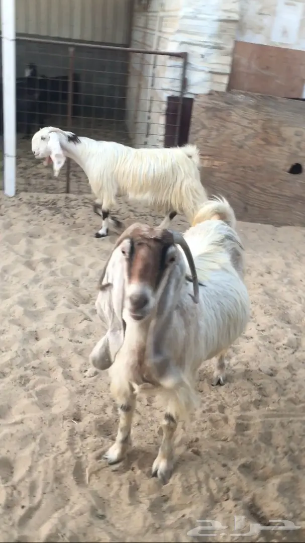 غنم فل شحم ولحم - فرصة لا تُفوّت! (image 1)