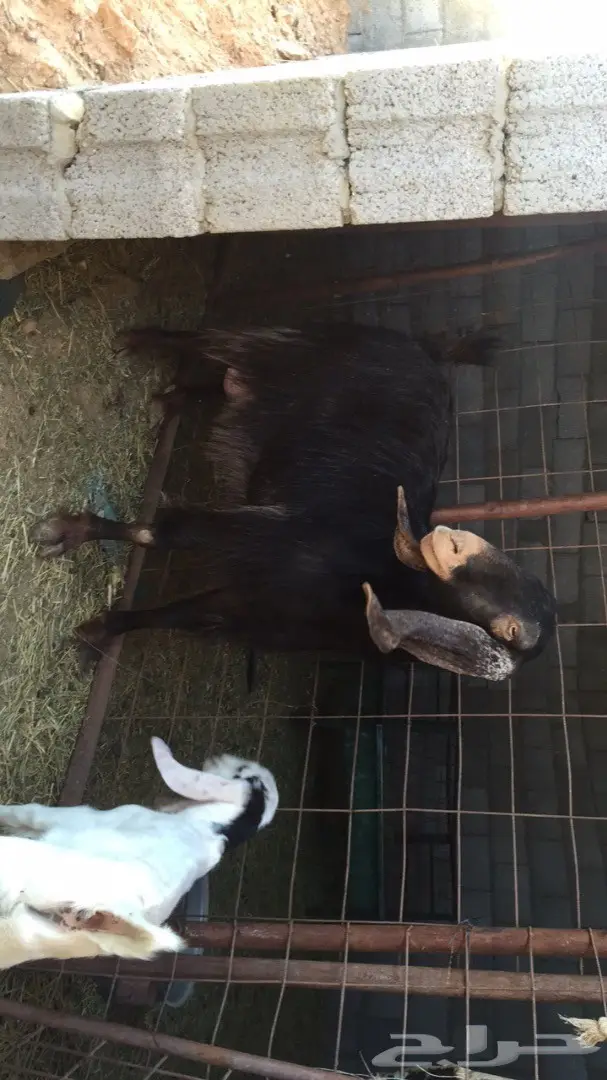 عنز حليب -الخرج