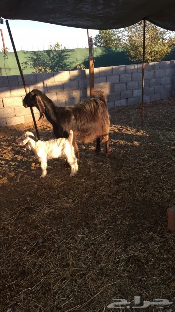 عنز حليب -الخرج (image 1)