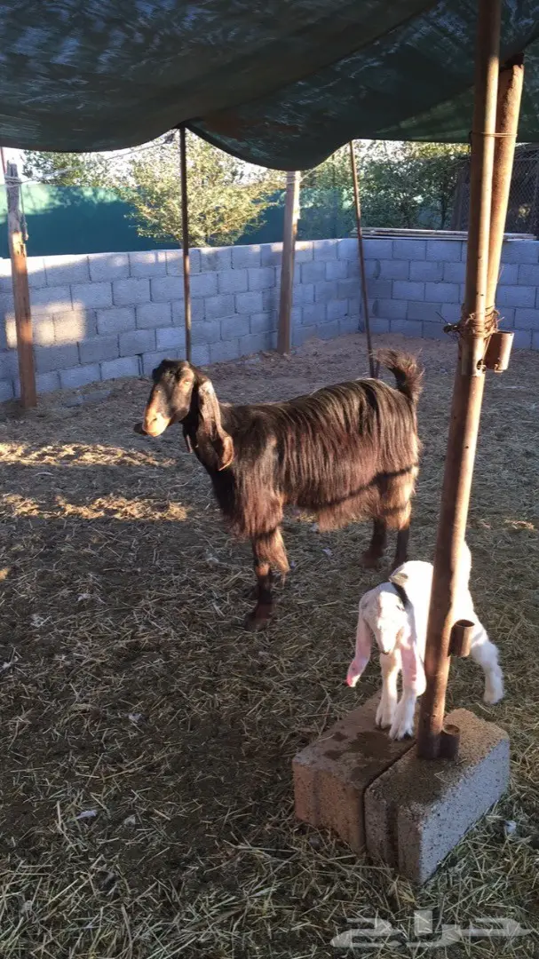 عنز حليب -الخرج (image 2)