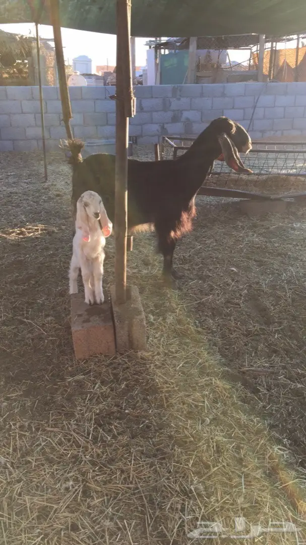 عنز حليب -الخرج (image 3)