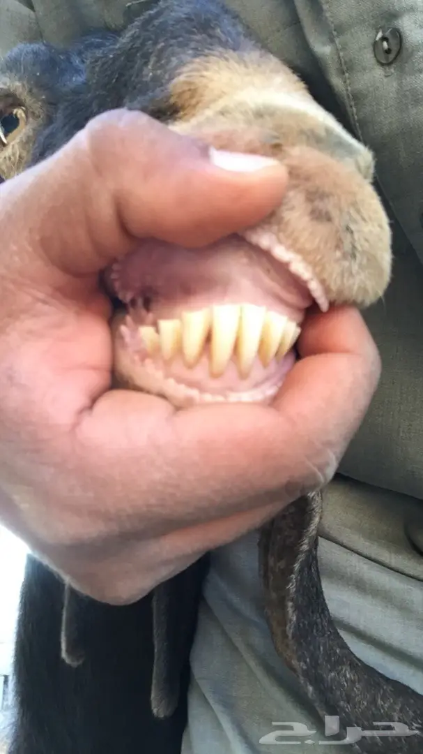 عنز حليب -الخرج (image 4)