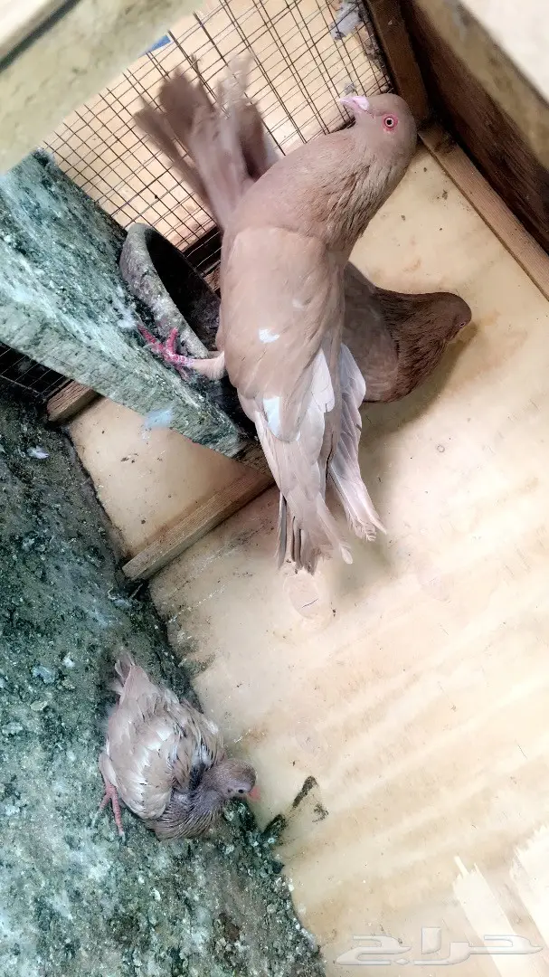 جوز مصري اصفر بولده 