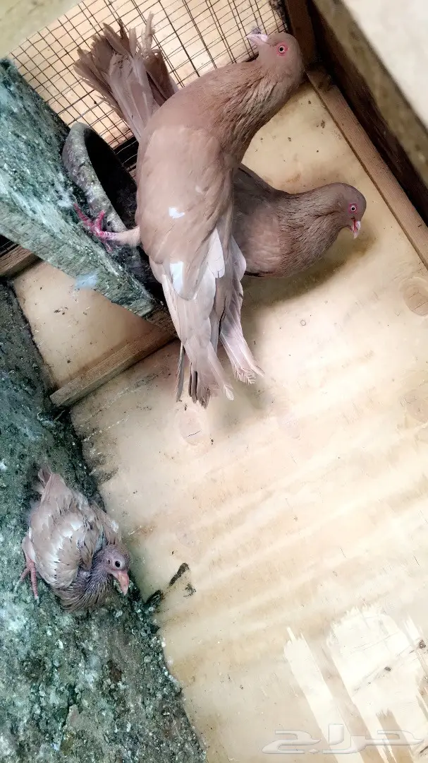 جوز مصري اصفر بولده  (image 1)