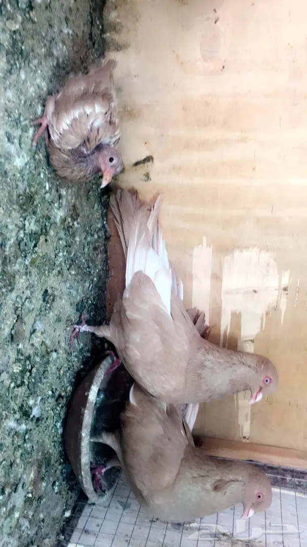 جوز مصري اصفر بولده  (image 2)