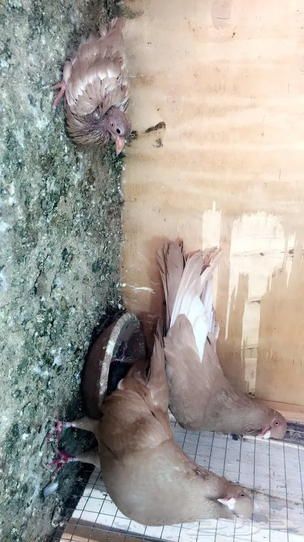 جوز مصري اصفر بولده  (image 3)