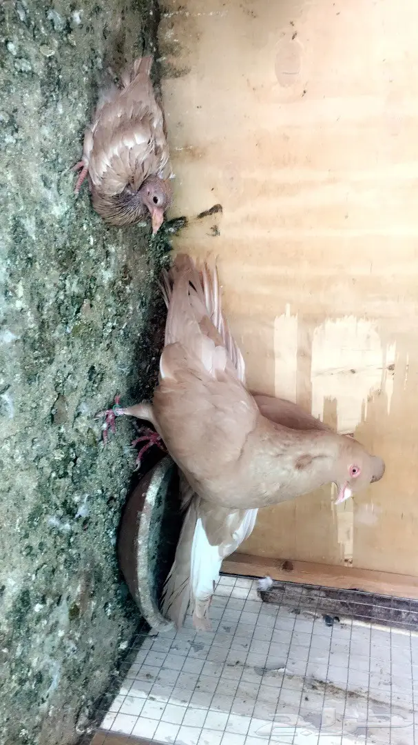 جوز مصري اصفر بولده  (image 4)