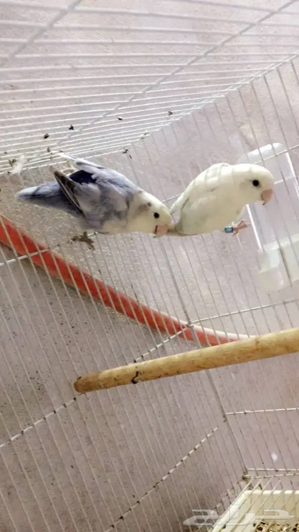 جوز روز تحته فرخين (image 1)