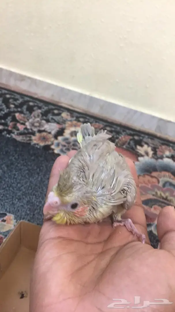 للبيع 5 فروخ كروان متعودين على الغر  (image 1)