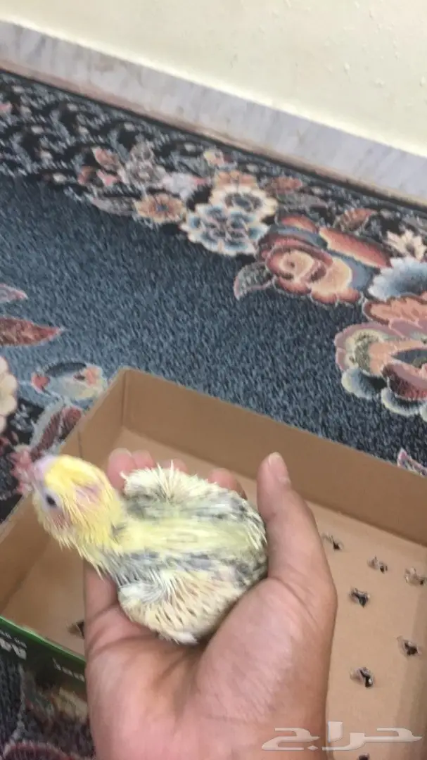 للبيع 5 فروخ كروان متعودين على الغر  (image 3)