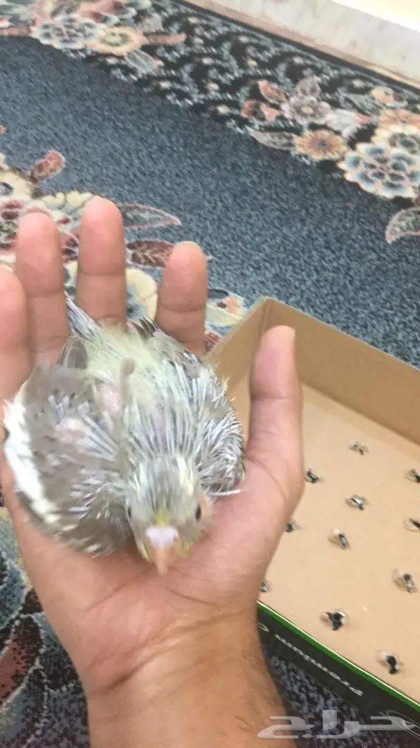 للبيع 5 فروخ كروان متعودين على الغر  (image 4)