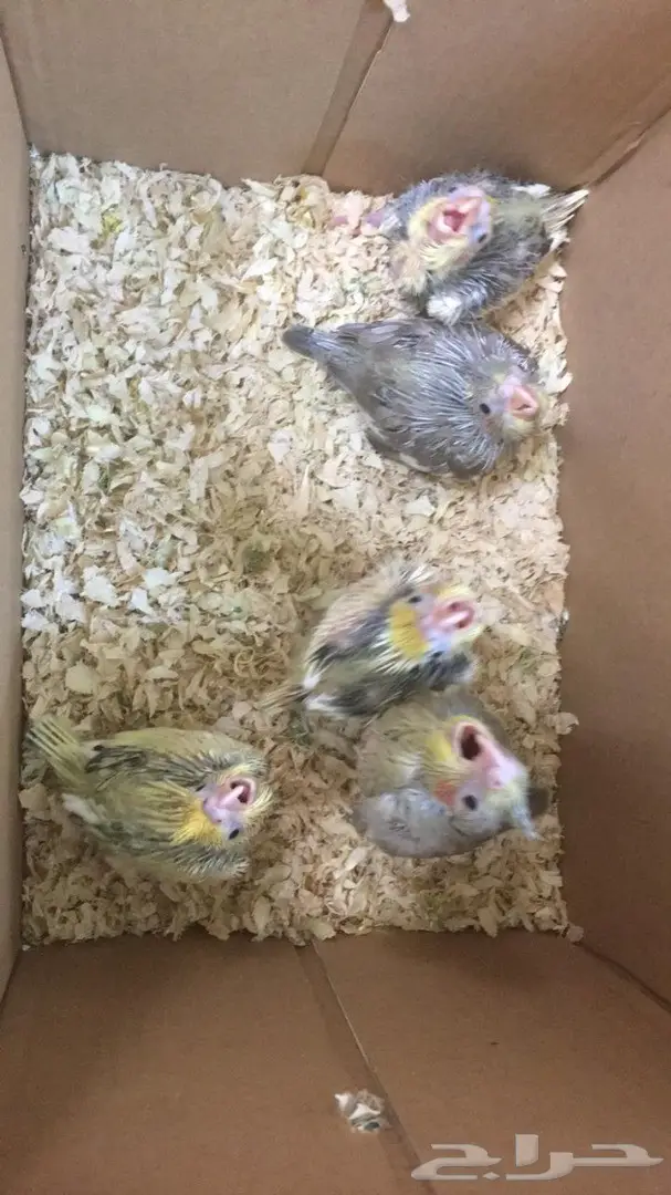 للبيع 5 فروخ كروان متعودين على الغر  (image 5)