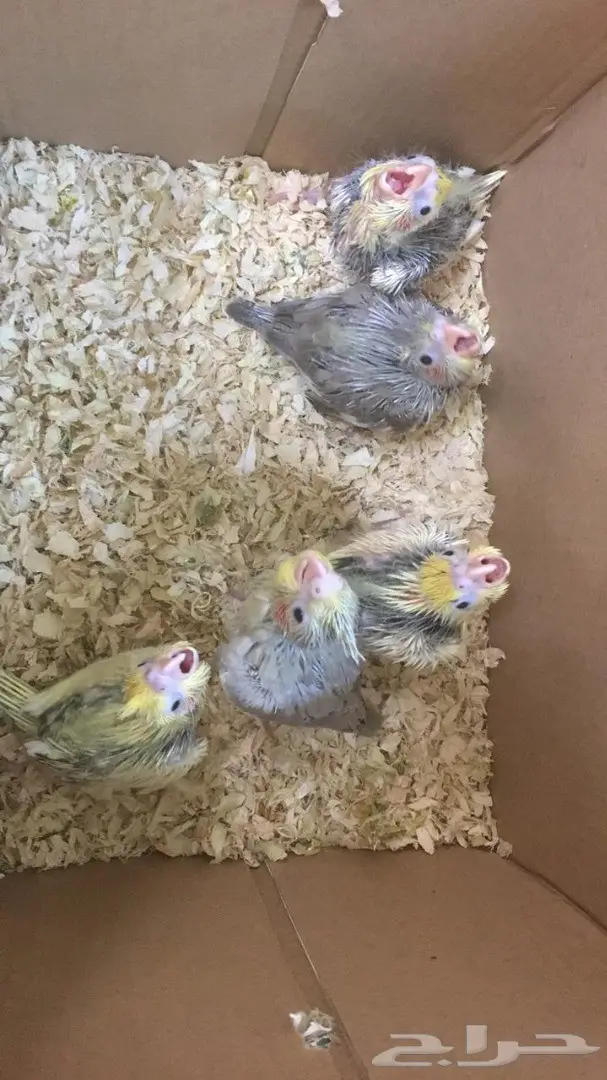 للبيع 5 فروخ كروان متعودين على الغر  (image 6)