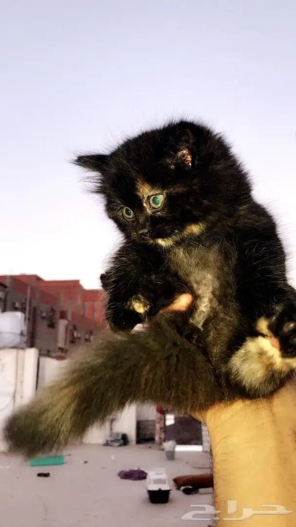 قطط للبيع  (image 3)