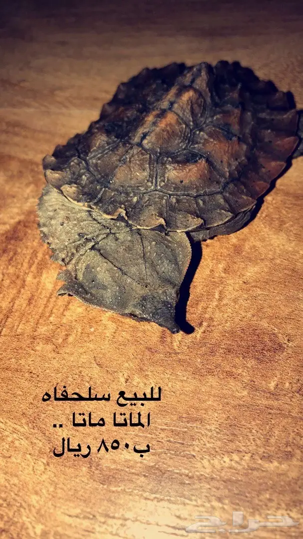 للبيع سلاحف الماتا ماتا 