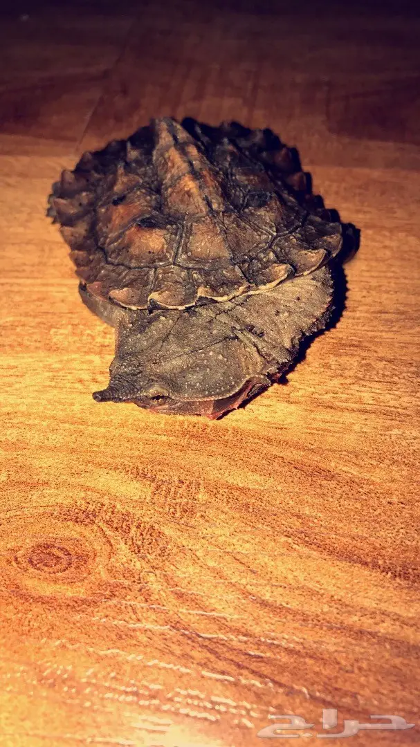 للبيع سلاحف الماتا ماتا  (image 1)