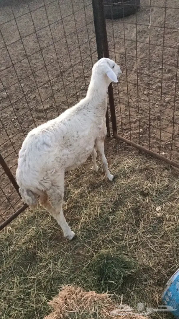 نعجة حرية مضرع  (image 1)