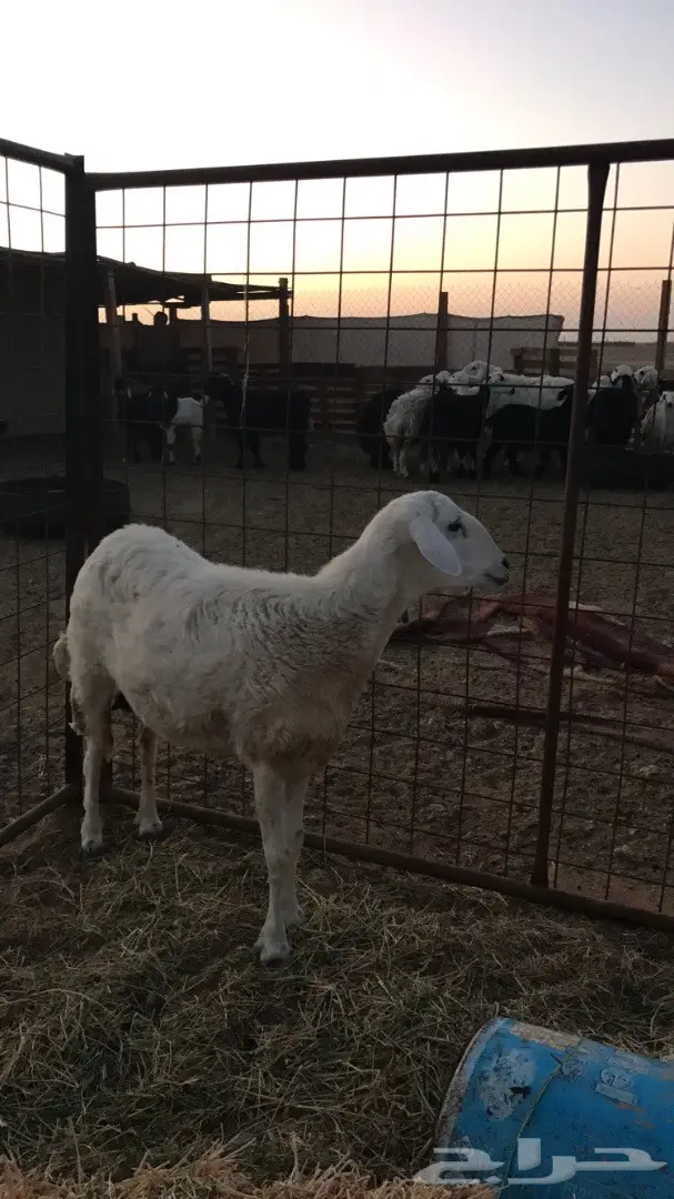 نعجة حرية مضرع  (image 2)