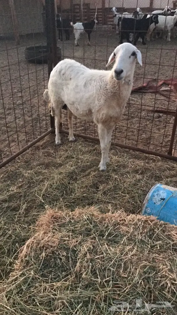 نعجة حرية مضرع  (image 5)