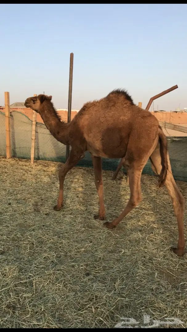 حاشي لباني للبيع  (image 1)