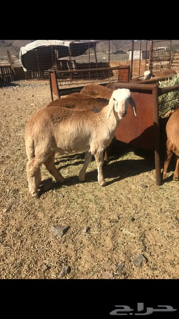 طليان للبيع من 460 الى 500 ريال (image 5)