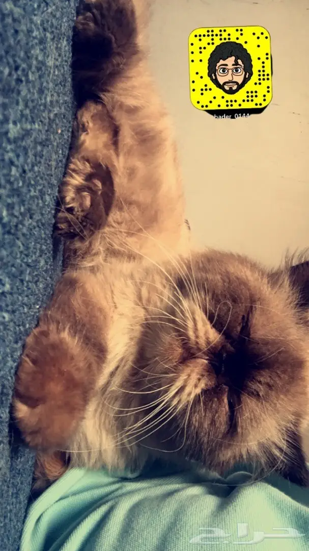 انثى هملايا شوكليت قريب تولد