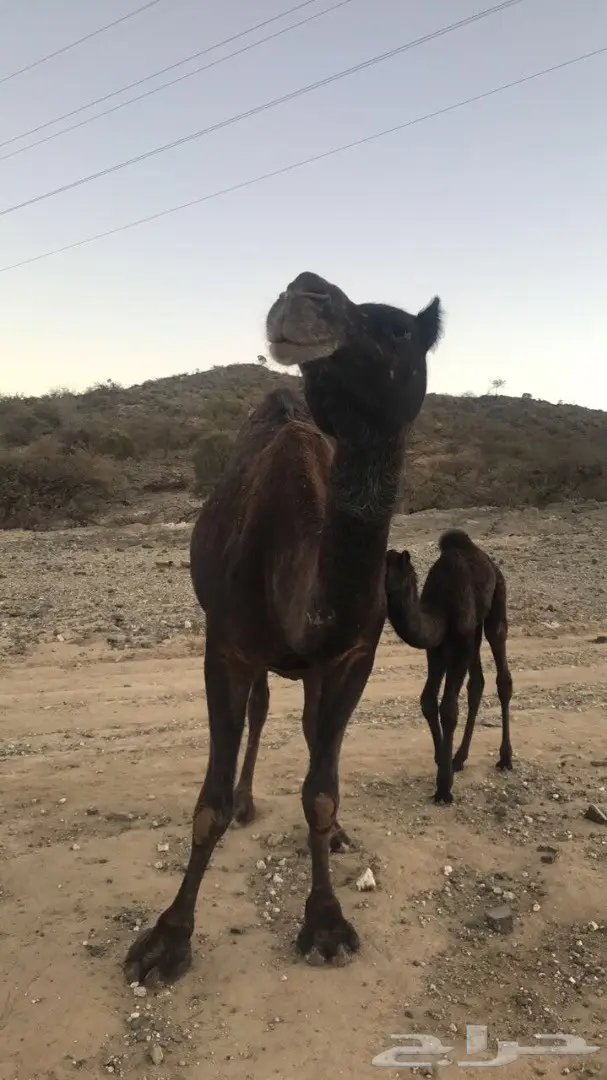 للبيع خلفه تحتها قعود