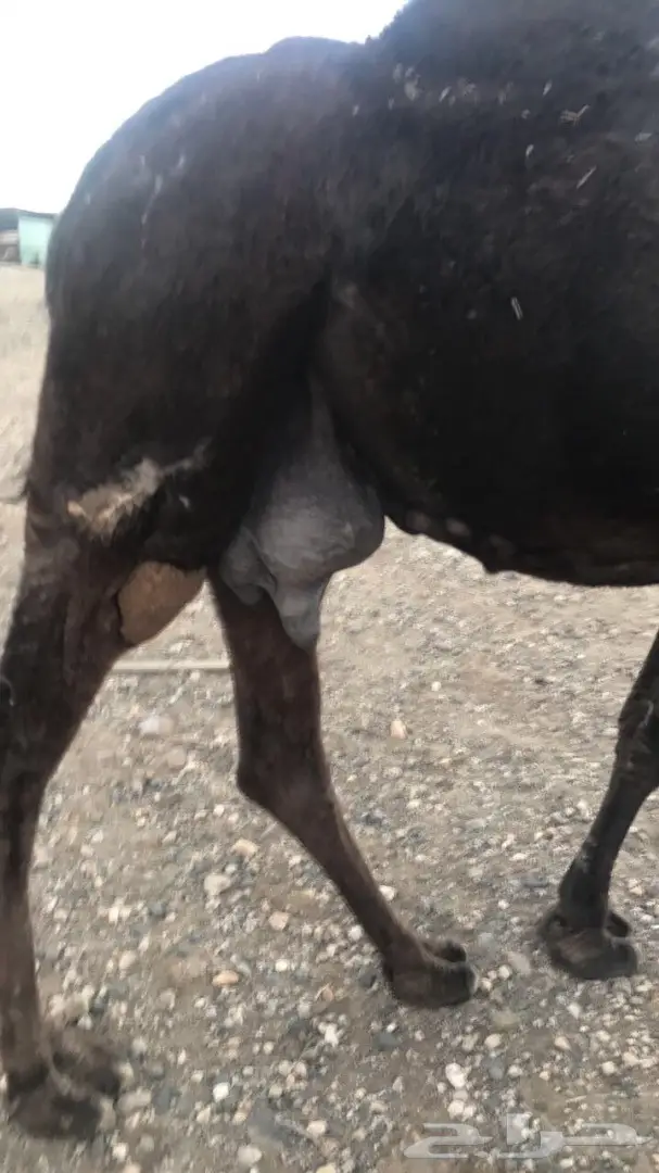 للبيع خلفه تحتها قعود (image 1)