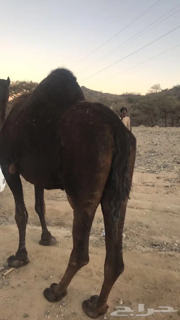 للبيع خلفه تحتها قعود (image 2)