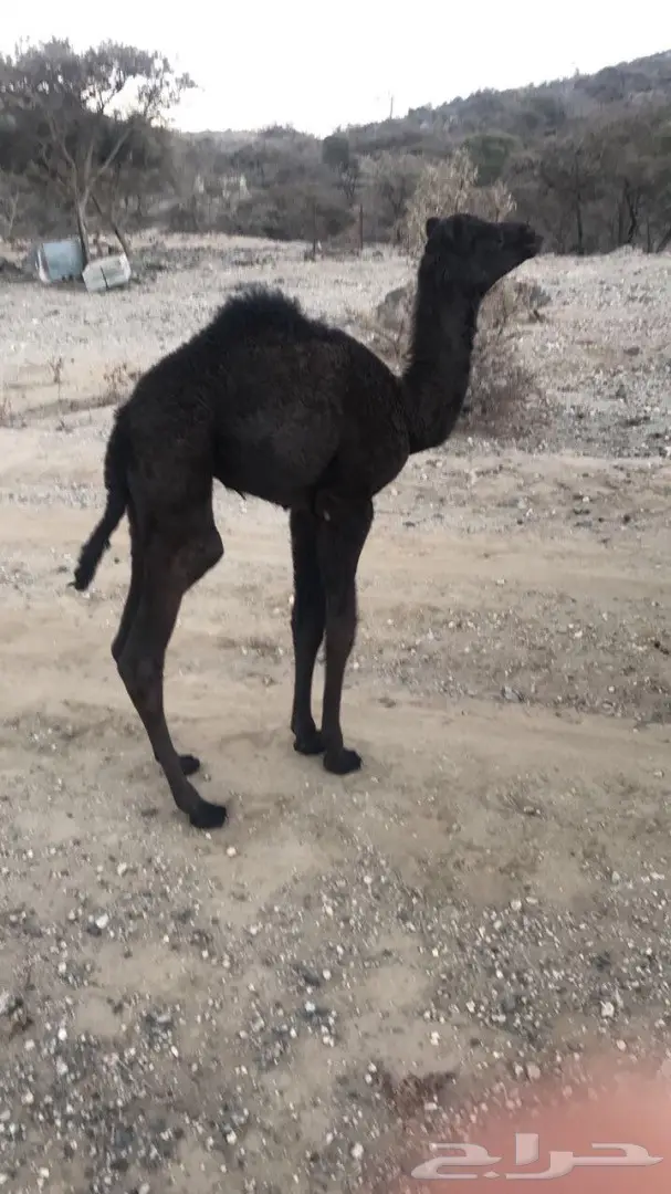 للبيع خلفه تحتها قعود (image 3)