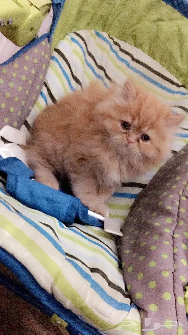 قطه للبيع (image 1)