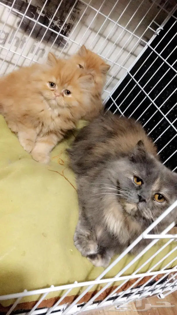 قطه للبيع (image 2)