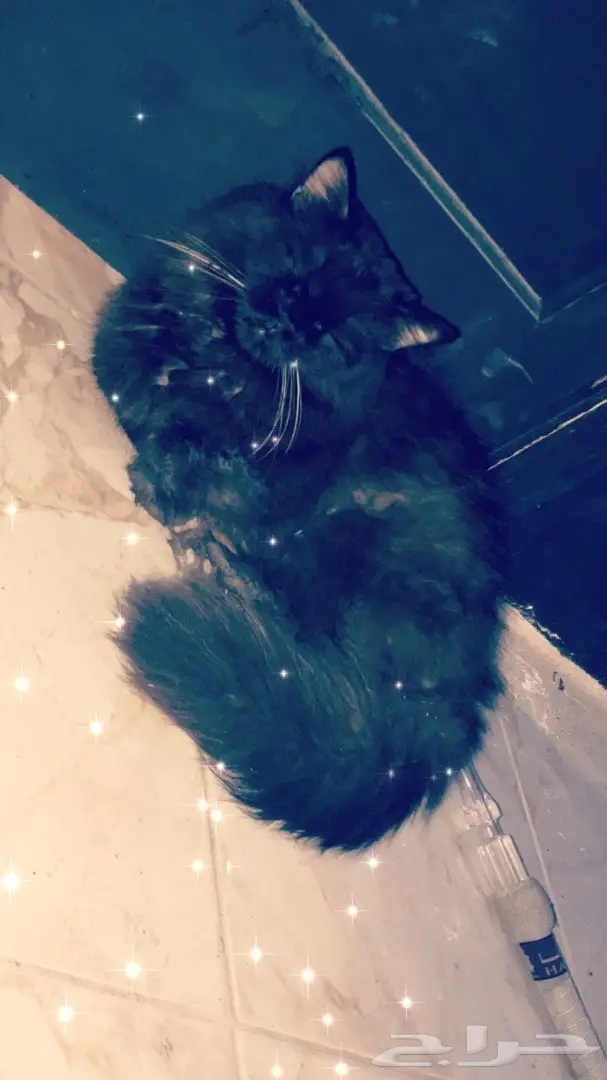 ذكر شيرازي اسود.