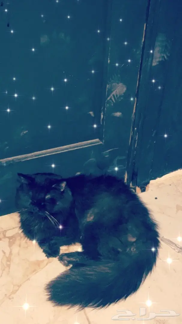 ذكر شيرازي اسود. (image 2)