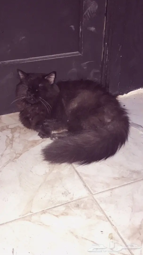 ذكر شيرازي اسود. (image 3)