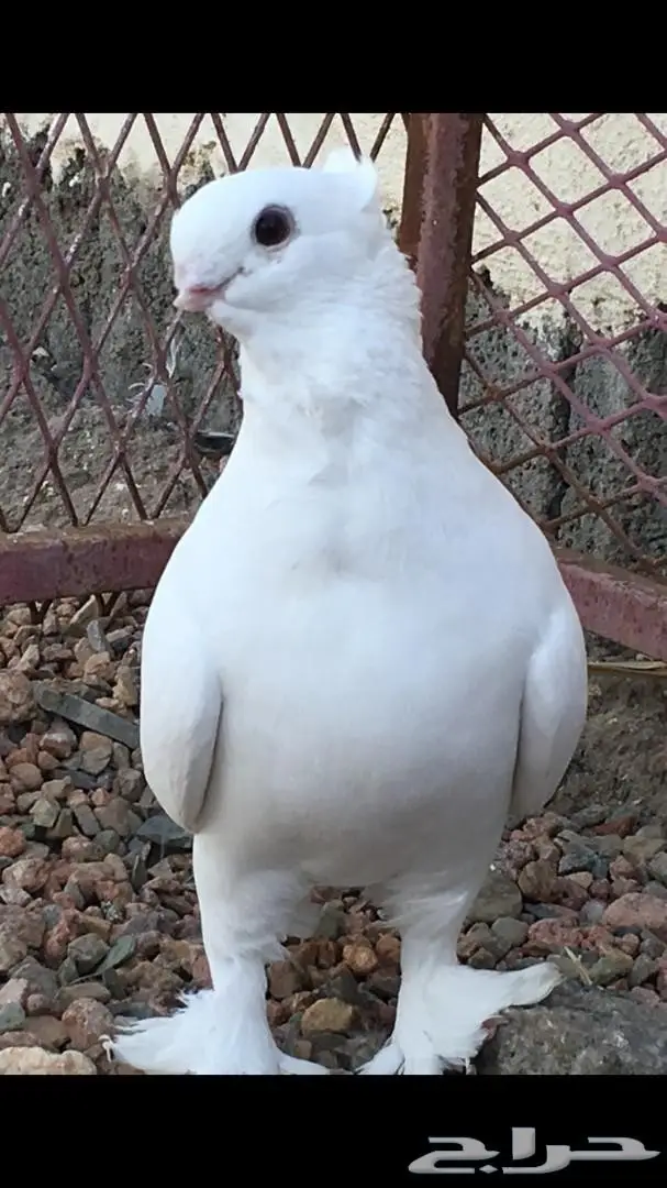 ذكر ستنايت ابيض صك  (image 2)